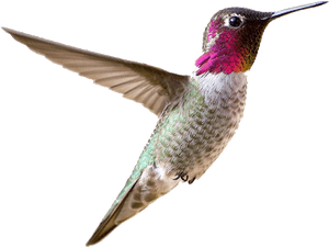 Transparent Background Small Bird Png, Png Download PNG image with transparent background
