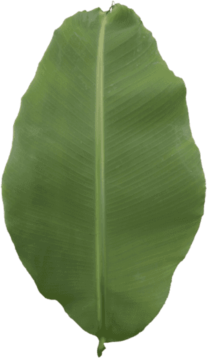 Transparent Banana Leaf Png - Ensete, Png Download PNG image with transparent background