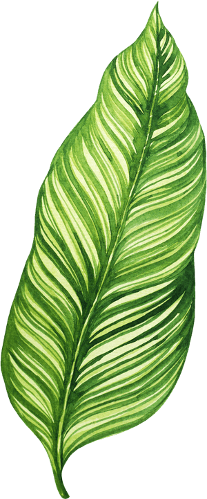 Transparent Banana Leaf Png - Transparent Background Banana Leaf Png, Png Download PNG image with transparent background