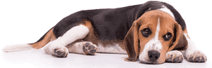 Transparent Beagle Png - Transparent Beagle, Png Download PNG image with transparent background