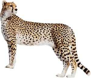 Transparent Cheetah Png - Cheetah High Quality, Png Download PNG image with transparent background