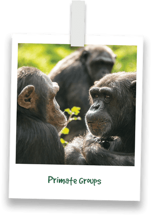 Transparent Chimp Png - Common Chimpanzee, Png Download PNG image with transparent background