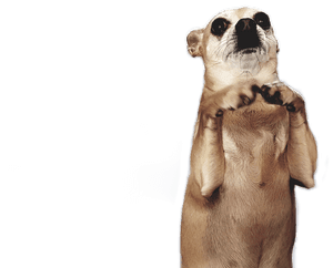 Transparent Chiwawa Clipart, HD Png Download PNG image with transparent background
