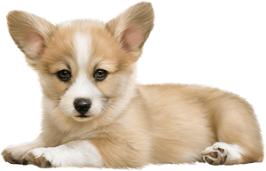 Transparent Corgi Clipart - Transparent Corgi, HD Png Download PNG with transparent background