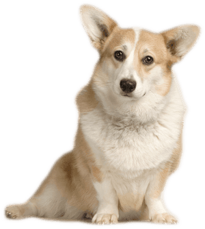 Transparent Corgi Png - Corgi Sitting, Png Download PNG with transparent background