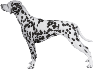 Transparent Dalmatian Png - Akc Dalmatian, Png Download PNG image with transparent background