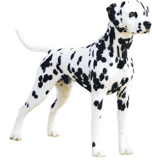 Transparent Dalmatian Png - Dalmatian Png, Png Download PNG image with transparent background