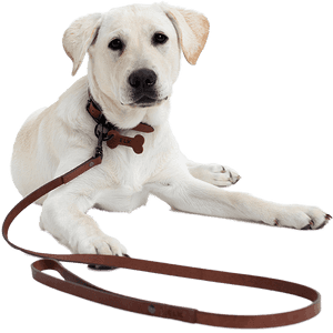 Transparent Dog Leg Png - Guide To Collar Pets, Png Download PNG image with transparent background
