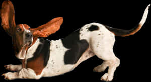 Transparent Dogs Png - Funny Dog Png, Png Download PNG image with transparent background