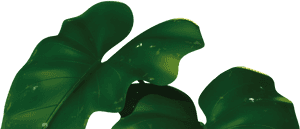 Transparent For Banana Leaves - Banana Leaf Png, Png Download PNG image with transparent background