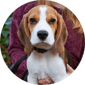 Transparent Foxhound Png - Beagle-harrier, Png Download PNG image with transparent background