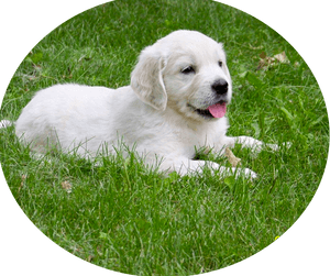 Transparent Golden Retriever Puppy Png, Png Download PNG image with transparent background