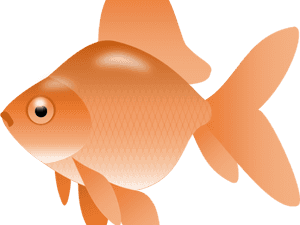 Transparent Goldfish Snack Png - Transparent Goldfish Clipart, Png Download PNG image with transparent background