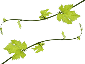 Transparent Grape Vine Png - Clip Art Grape Leaves, Png Download PNG image with transparent background