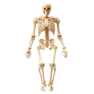 Transparent Human Skeleton Model Png 06262024 PNG Image