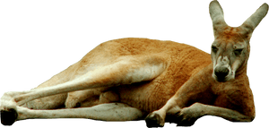 Transparent Kangaroo Clipart - Transparent Background Kangaroo Png, Png Download PNG image with transparent background
