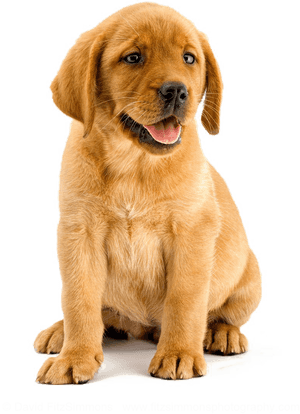 Transparent Labrador Clipart - Transparent Background Lab Puppy Png, Png Download PNG image with transparent background