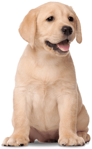 Transparent Labrador Png - Labrador Retriever, Png Download PNG image with transparent background