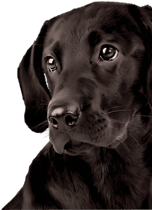 Transparent Labrador Retriever Png - Labrador Png, Png Download PNG image with transparent background
