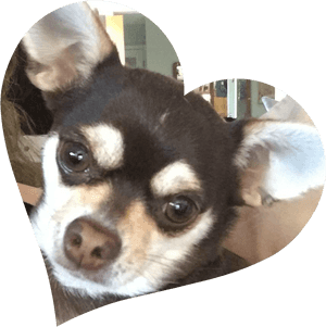 Transparent Nala Png, Png Download PNG image with transparent background