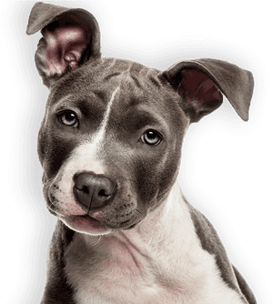 Transparent Papillon Dog Clipart - Pit Bull Puppy Transparent Background, HD Png Download PNG image with transparent background