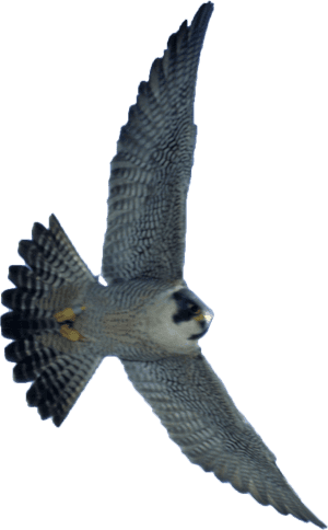 Transparent Peregrine Falcon Png - Transparent Falcon Png, Png Download PNG image with transparent background