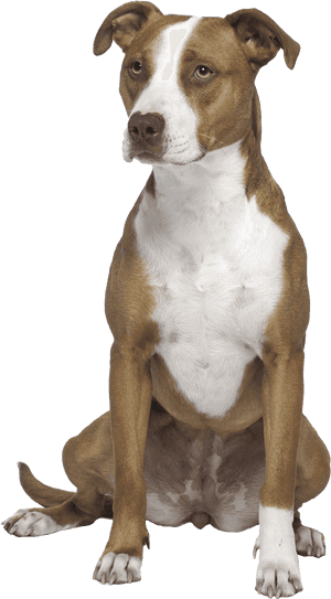 Transparent Pitbull Dog Png - American Pit Bull Terrier Png, Png Download PNG image with transparent background