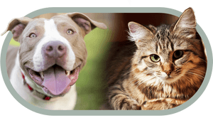 Transparent Pitbull Dog Png - Cat, Png Download PNG image with transparent background