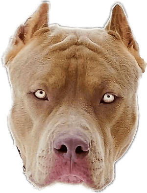 Transparent Pitbull Head Png - Mirada De Pitbull, Png Download PNG image with transparent background