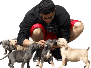 Transparent Pitbull Png - Blue Nose Pitbull Puppies, Png Download PNG image with transparent background