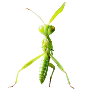 Transparent Praying Mantis Png Bbj21 PNG Image