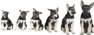 Transparent Puppy Png - Puppy Growing, Png Download PNG image with transparent background