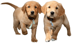Transparent Puppy - Transparent Background Puppies Png, Png Download PNG image with transparent background