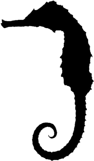Transparent Seahorse Png For Free - Northern Seahorse, Png Download PNG image with transparent background