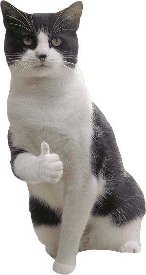 Transparent Sleeping Cat Png - Thumbs Up Cat Meme, Png Download PNG image with transparent background