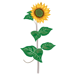 Transparent Sunflower Illustration PNG 05262024 PNG