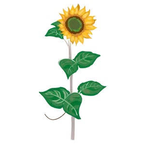 Transparent Sunflower Illustration Png 05262024 PNG Image