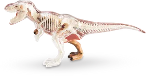 Transparent T Rex Skeleton Model PNG Image