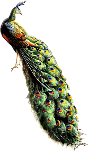 Transparent Tamarind Clipart - Peacock Png, Png Download PNG image with transparent background