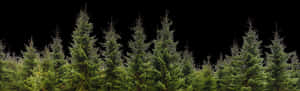 Transparent Trees Png - Pine Tree Forest Png, Png Download PNG image with transparent background
