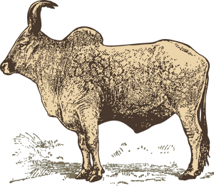Transparent Water Buffalo Png - Water Buffalo And Zebu, Png Download PNG image with transparent background