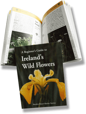 Transparent Wild Flowers Png - Beginner's Guide To Ireland's Wild Flowers, Png Download PNG image with transparent background