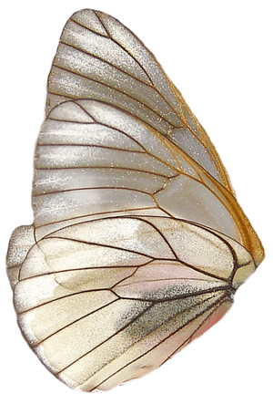 #moth #butterfly #wing #pretty #png #moodboard #freetoedit - Butterfly Wings Png, Transparent Png PNG