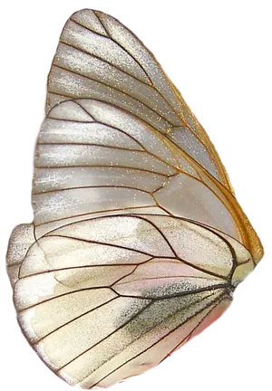 Transparent Winged Moth PNG Image