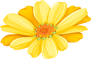 Transvaal Daisy Chrysanthemum Argyranthemum Frutescens - Chrysanthemum, HD Png Download PNG image with transparent background