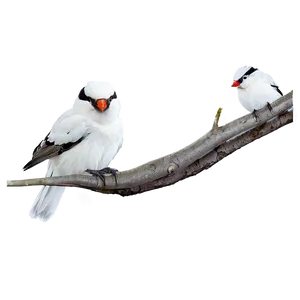 Tree Branches With Birds Png Dbk94 PNG Image