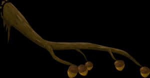 Tree Branchwith Acorns Illustration PNG image with transparent background