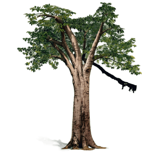 Tree Clearing Effects PNG 44 PNG