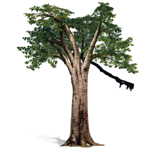 Tree Clearing Effects Png 44 PNG Image