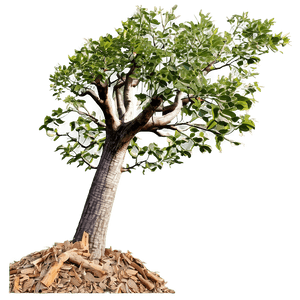Tree Clearing Effects PNG ikn PNG